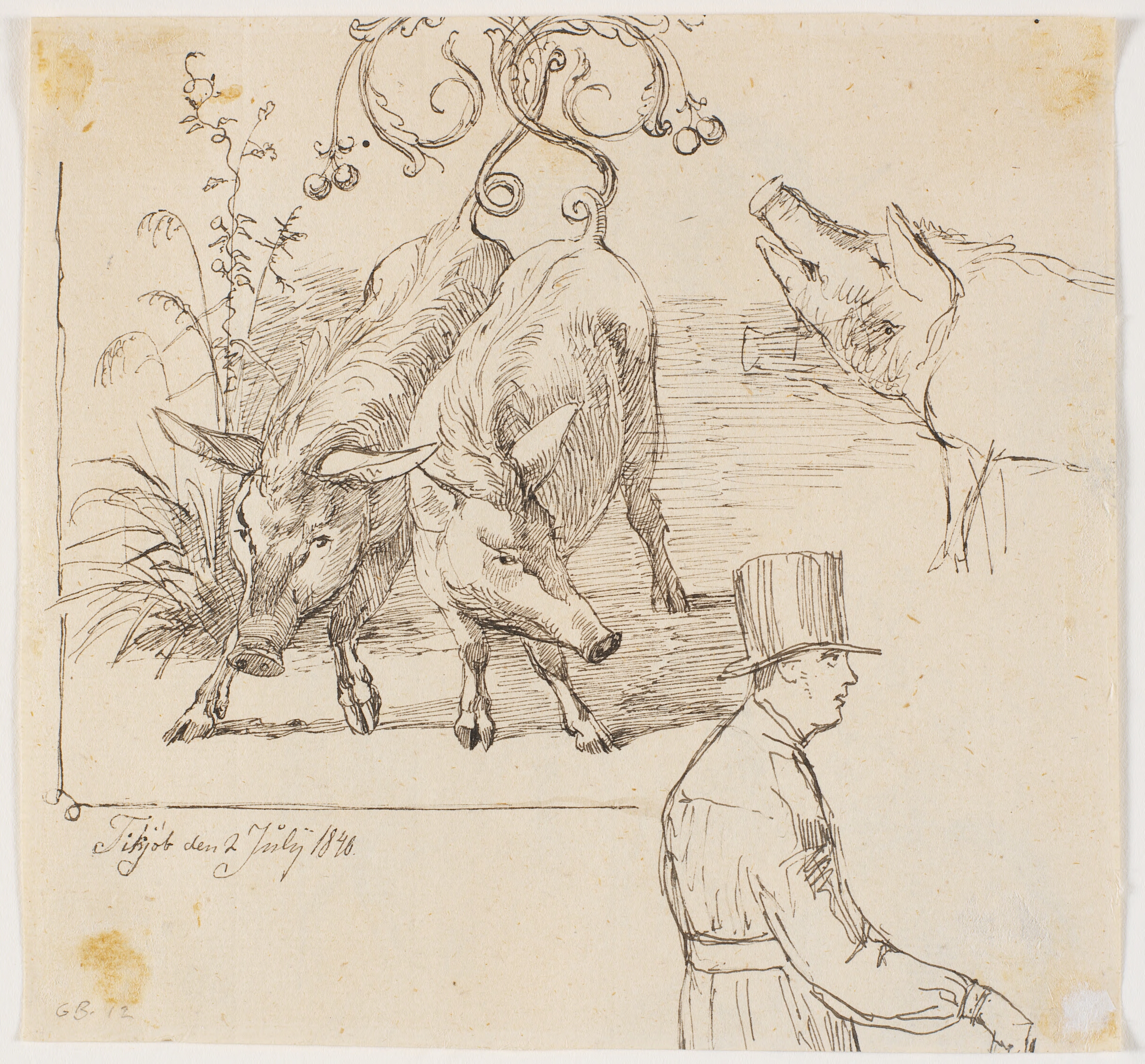 Tre svin, halvfigur af ung mand